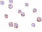 beta-Actin Antibody